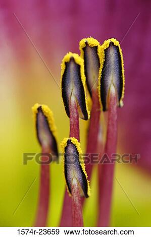 Close-up of a Day Lily View Large Photo Image Stock Photo - Close-up of a Day Lily. Fotosearch