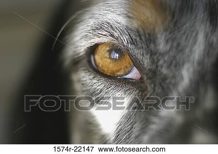 Close-up of a dog's eye View Large Photo Image Stock Photo - Close-up of a dog's eye. Fotosearch