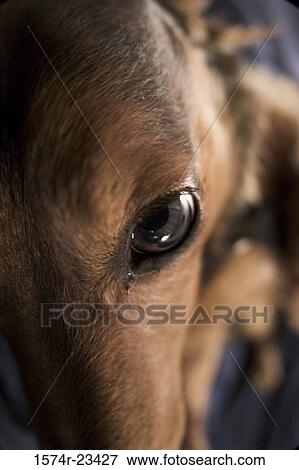 Close-up of a dog's eye View Large Photo Image Stock Photo - Close-up of a dog's eye. Fotosearch