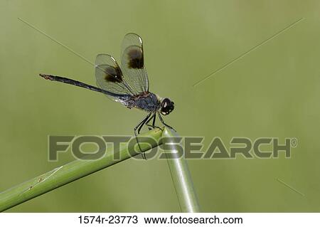 Stock Image - Close-up of a dragonfly on a twig. Fotosearch