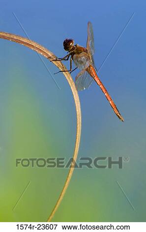 Close-up of a dragonfly View Large Photo Image Stock Photo - Close-up of a dragonfly. Fotosearch