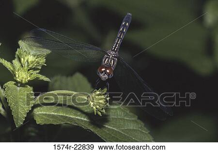 Close-up of a female Blue Dasher Dragonfly on a leaf View Large Photo Image Stock Photo - Close-up of a female Blue Dasher Dragonfly on a leaf. Fotosearch
