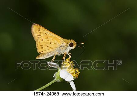 Close-up of a Fiery Skipper Butterfly on a flower pollinating (Hylephila phyleus) View Large Photo Image Stock Photo - Close-up of a Fiery Skipper Butterfly on a flower pollinating (Hylephila phyleus). Fotosearch