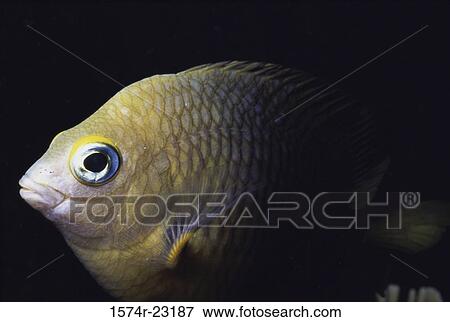 Close-up of a fish View Large Photo Image Stock Photo - Close-up of a fish. Fotosearch