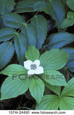Close-up of a flower on a bunchberry plant, Willamette National Forest, Oregon, USA View Large Photo Image Stock Image - Close-up of a flower on a bunchberry plant, Willamette National Forest, Oregon, USA. Fotosearch