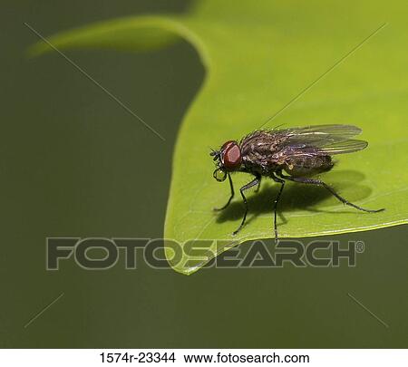 Close-up of a fly on a leaf View Large Photo Image Picture - Close-up of a fly on a leaf. Fotosearch