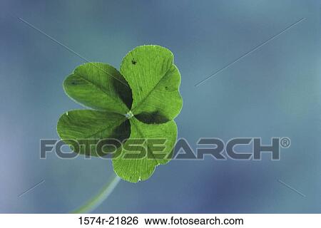 Close-up of a four-leaf clover View Large Photo Image Stock Photograph - Close-up of a four-leaf clover. Fotosearch