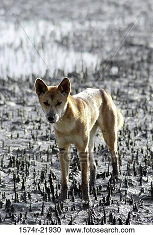 Stock Image - Close-up of a fox standing in mud. Fotosearch