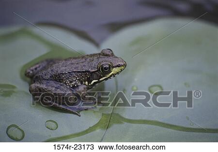 Stock Image - Close-up of a frog sitting on a leaf. Fotosearch