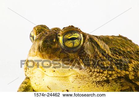 Close-up of a frog View Large Photo Image Stock Image - Close-up of a frog. Fotosearch