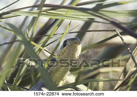 Close-up of a Garter Snake View Large Photo Image Picture - Close-up of a Garter Snake. Fotosearch