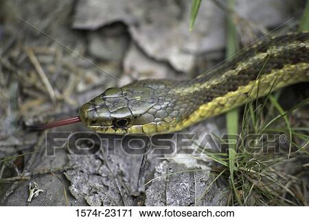 Close-up of a Garter Snake View Large Photo Image Stock Image - Close-up of a Garter Snake. Fotosearch
