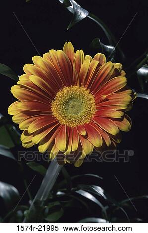 Close-up of a Gerbera Daisy View Large Photo Image Stock Photography - Close-up of a Gerbera Daisy. Fotosearch