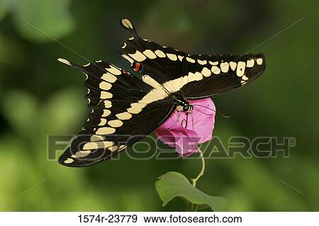 Close-up of a Giant Swallowtail Butterfly on a flower pollinating (Papilio cresphontes) View Large Photo Image Stock Photo - Close-up of a Giant Swallowtail Butterfly on a flower pollinating (Papilio cresphontes). Fotosearch