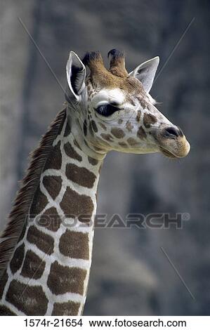 Close-up of a giraffe View Large Photo Image Picture - Close-up of a giraffe. Fotosearch