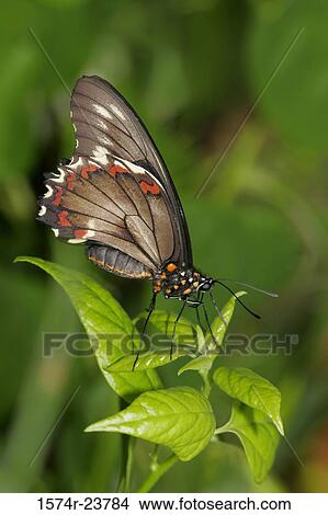 Close-up of a Gold Rim Swallowtail Butterfly on leaves View Large Photo Image Picture - Close-up of a Gold Rim Swallowtail Butterfly on leaves. Fotosearch