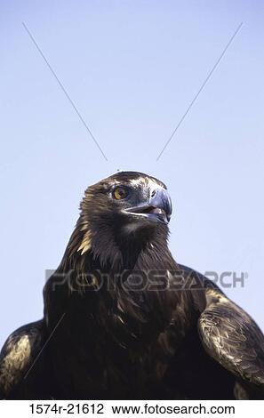 Close-up of a Golden Eagle View Large Photo Image Stock Image - Close-up of a Golden Eagle. Fotosearch