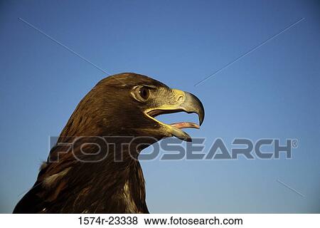Close-up of a Golden Eagle View Large Photo Image Stock Photo - Close-up of a Golden Eagle. Fotosearch