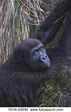 Close-up of a gorilla View Large Photo Image Picture - Close-up of a gorilla. Fotosearch