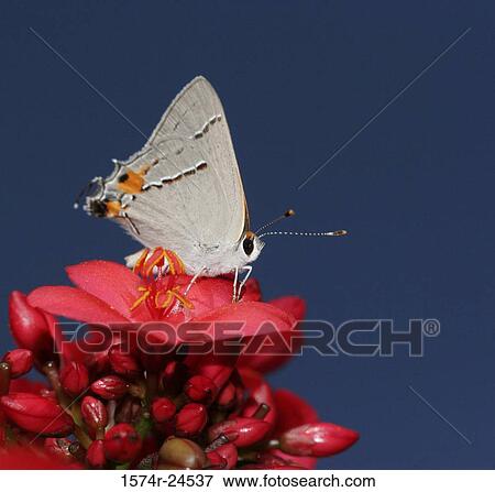 Stock Photo - Close-up of a Gray Hairstreak butterfly pollinating a flower (Strymon melinus). Fotosearch