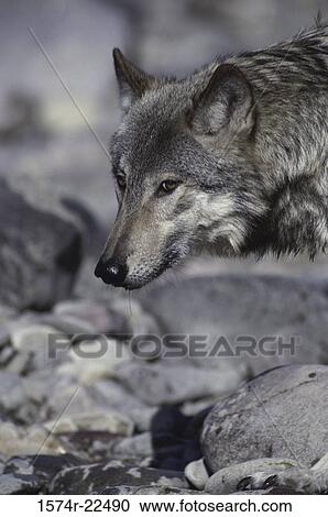 Close-up of a Gray Wolf View Large Photo Image Stock Image - Close-up of a Gray Wolf. Fotosearch