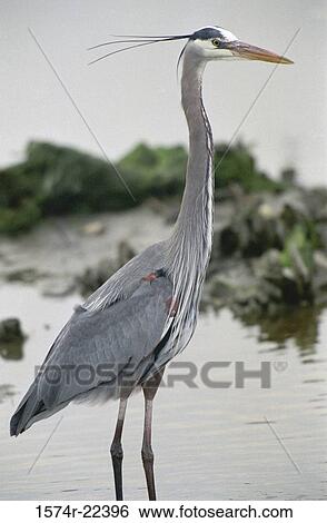 Close-up of a Great Blue Heron View Large Photo Image Stock Photograph - Close-up of a Great Blue Heron. Fotosearch