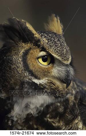 Close-up of a Great Horned Owl View Large Photo Image Picture - Close-up of a Great Horned Owl. Fotosearch