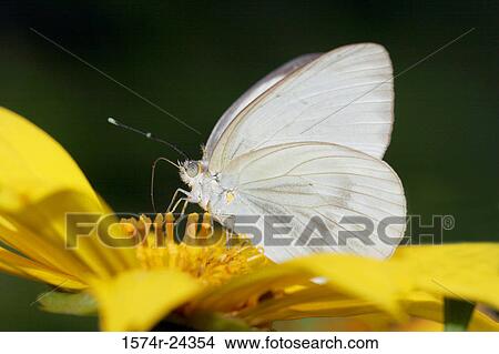 Picture - Close-up of a Great Southern White butterfly pollinating a flower (Ascia monuste). Fotosearch