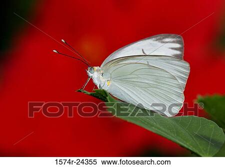 Close-up of a Great Southern White butterfly on a leaf (Ascia monuste) View Large Photo Image Stock Photography - Close-up of a Great Southern White butterfly on a leaf (Ascia monuste). Fotosearch