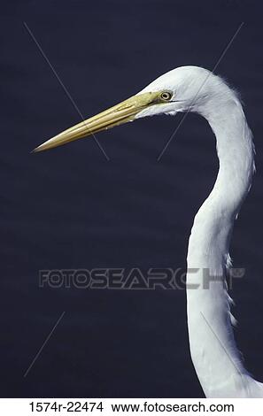 Picture - Close-up of a Great White Egret. Fotosearch