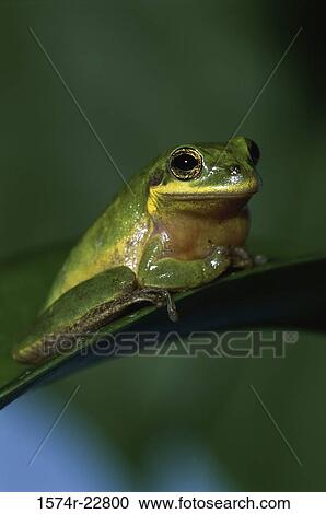 Close-up of a Green Tree Frog perching on a leaf (Hyla cinerea) View Large Photo Image Stock Image - Close-up of a Green Tree Frog perching on a leaf (Hyla cinerea). Fotosearch