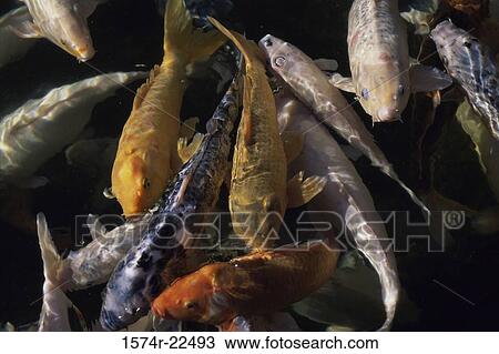 Close-up of a group of Koi fish View Large Photo Image Stock Image - Close-up of a group of Koi fish. Fotosearch