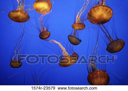 Stock Photo - Close-up of a group of Sea Nettles. Fotosearch