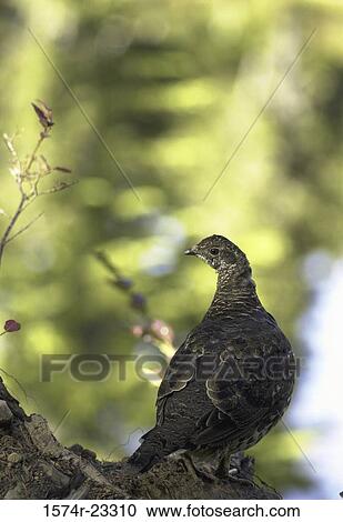Close-up of a grouse View Large Photo Image Stock Image - Close-up of a grouse. Fotosearch