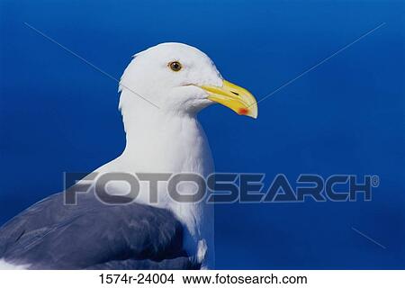 Close-up of a gull View Large Photo Image Picture - Close-up of a gull. Fotosearch