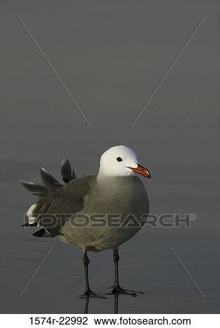 Stock Image - Close-up of a Heermann's Gull (Larus Argentatus). Fotosearch