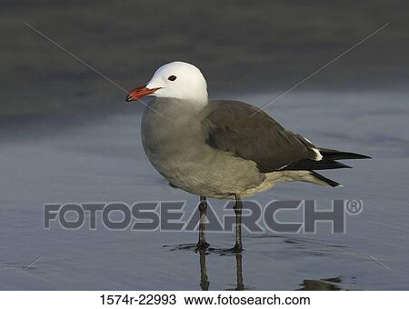 Stock Image - Close-up of a Heermann's Gull standing in water (Larus Argentatus). Fotosearch