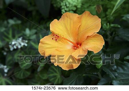 Close-up of a hibiscus flower View Large Photo Image Stock Photograph - Close-up of a hibiscus flower. Fotosearch