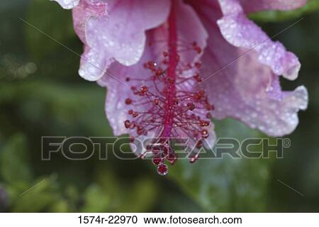 Close-up of a Hibiscus View Large Photo Image Stock Image - Close-up of a Hibiscus. Fotosearch