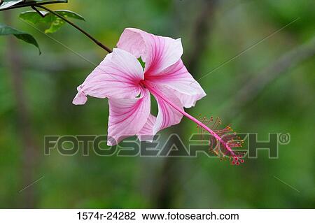 Close-up of a hibiscus View Large Photo Image Stock Image - Close-up of a hibiscus. Fotosearch