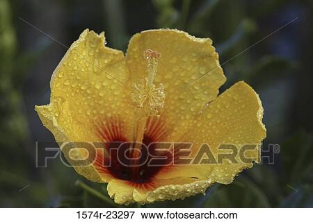 Close-up of a Hibiscus View Large Photo Image Stock Photo - Close-up of a Hibiscus. Fotosearch