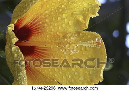 Stock Photograph - Close-up of a Hibiscus. Fotosearch
