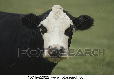 Close-up of a Holstein cow View Large Photo Image Stock Image - Close-up of a Holstein cow. Fotosearch