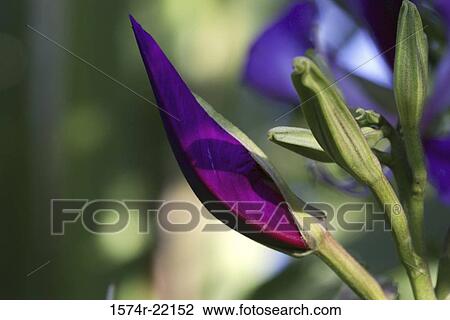 Stock Image - Close-up of a Hong Kong orchid tree. Fotosearch