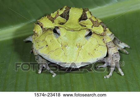 Close-up of a Horned Frog on a leaf View Large Photo Image Stock Photo - Close-up of a Horned Frog on a leaf. Fotosearch