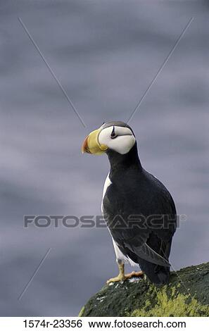 Stock Photograph - Close-up of a Horned Puffin, Alaska, USA. Fotosearch