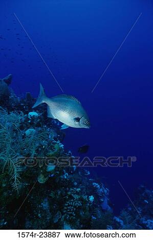 Close-up of a Horse Eye Jack fish swimming underwater (Caranx hippos) View Large Photo Image Stock Photo - Close-up of a Horse Eye Jack fish swimming underwater (Caranx hippos). Fotosearch