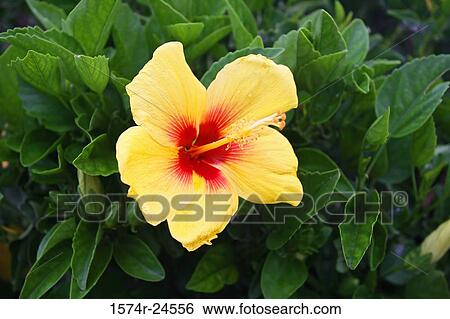 Stock Photograph - Close-up of a Hula Girl Hibiscus. Fotosearch