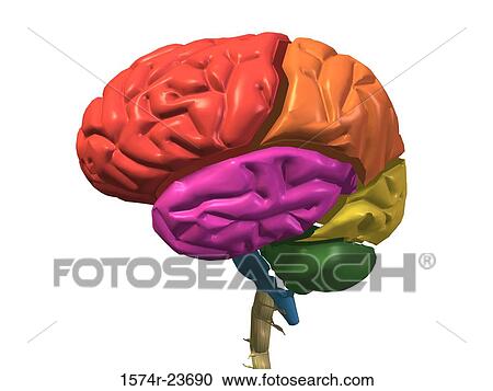 Close-up of a human brain View Large Photo Image Stock Image - Close-up of a human brain. Fotosearch