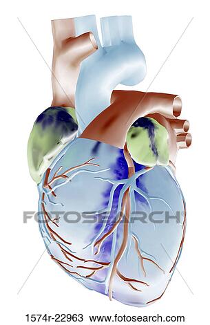 Close-up of a human heart View Large Photo Image Stock Image - Close-up of a human heart. Fotosearch